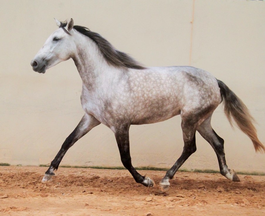 Lusitano Mare Olívia do Aretê - Image 2