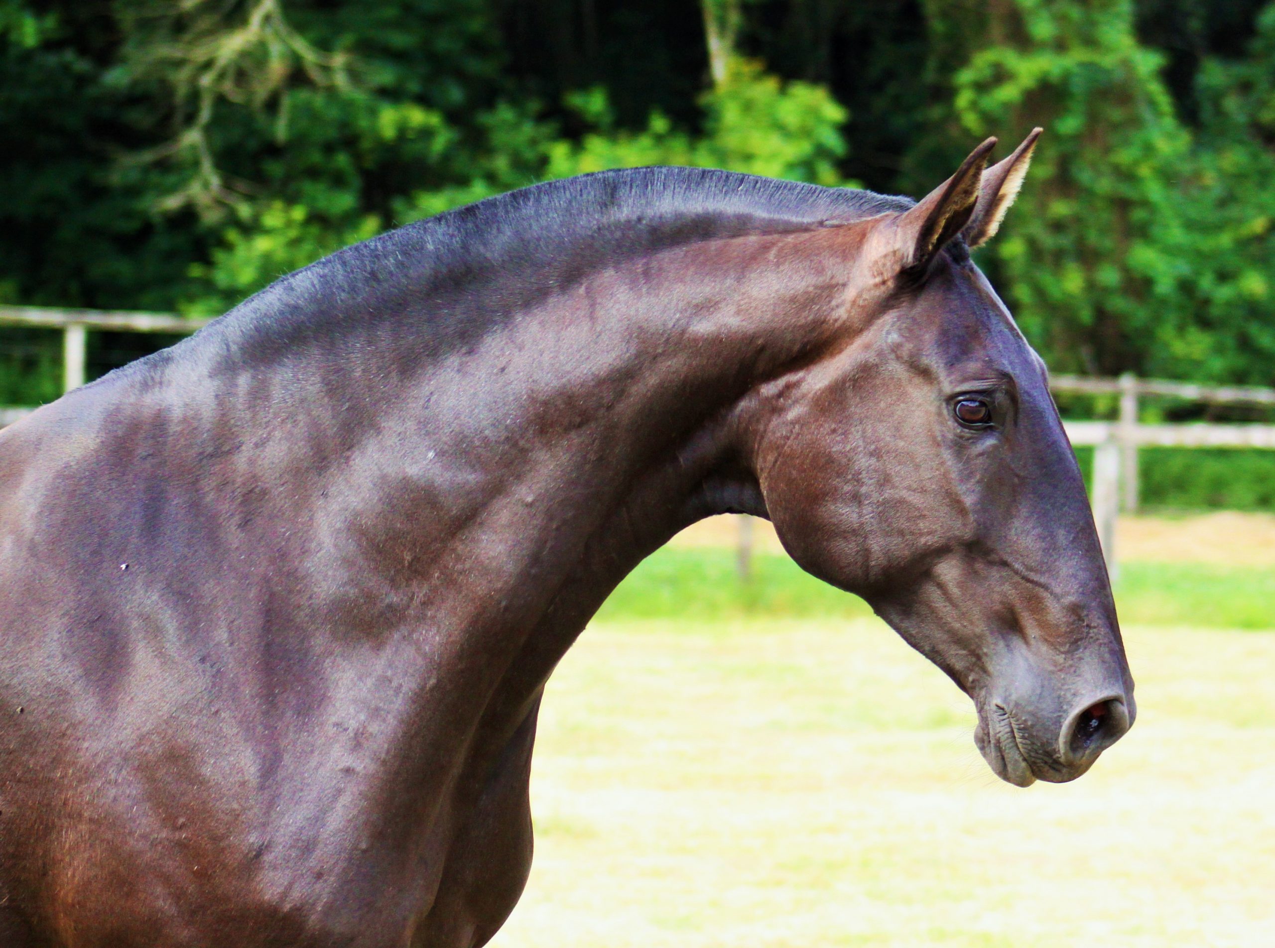 Lusitano Mare Groelândia do Aretê - Image 4