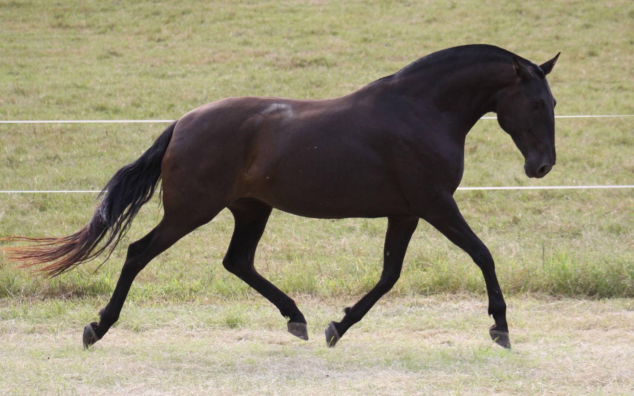 Lusitano Mare Groelândia do Aretê - Image 5