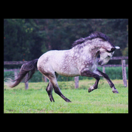 Cavalo Montado Aditado Interagro - Foto 10