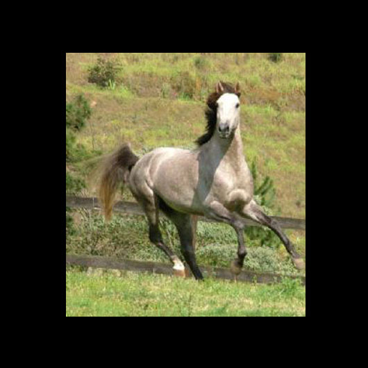 Cavalo Montado Ajax do Aretê - Foto 2