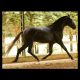 Cavalo Montado Chablis do Aretê - Foto 1