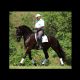 Cavalo Montado Destaque de Alpha - Foto 1