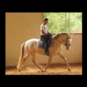 Cavalo Montado Diamante do Aretê - Foto 1