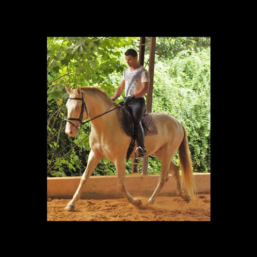 Cavalo Montado Diamante do Aretê - Foto 4