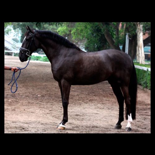 Cavalo Montado Ell Negro VO - Foto 1