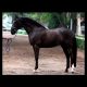 Cavalo Montado Ell Negro VO - Foto 1