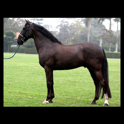 Cavalo Montado Ell Negro VO - Foto 2