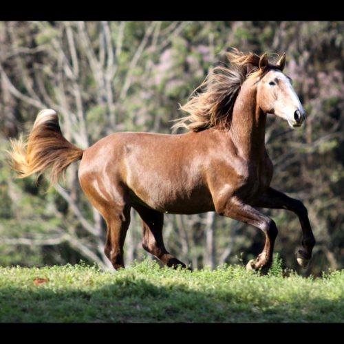 Cavalo Montado Guliver do Aretê - Foto 1