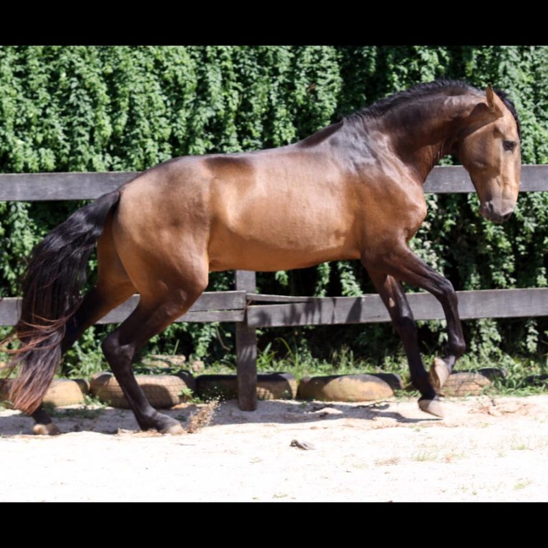Cavalo Montado Haut-Brion do Aretê - Foto 2