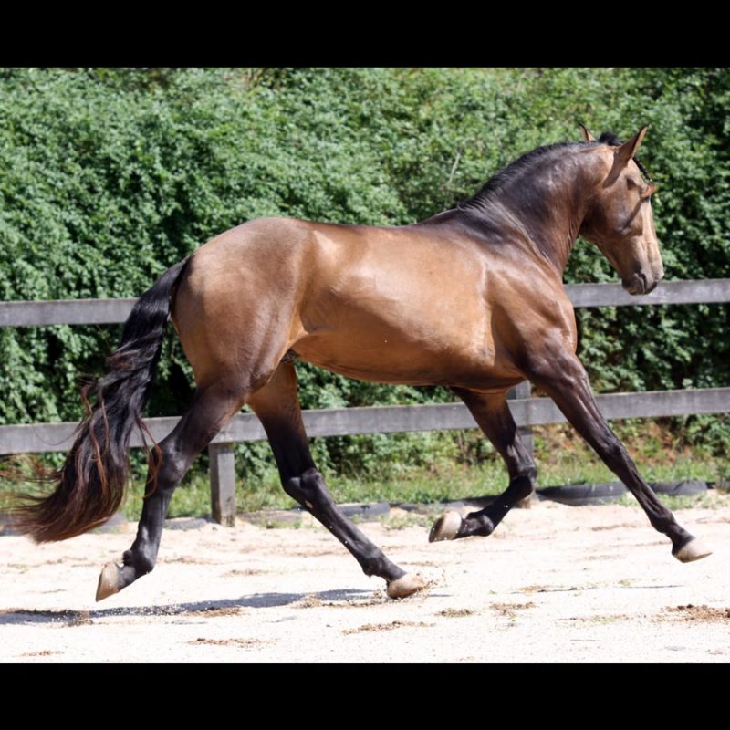Cavalo Montado Haut-Brion do Aretê - Foto 3