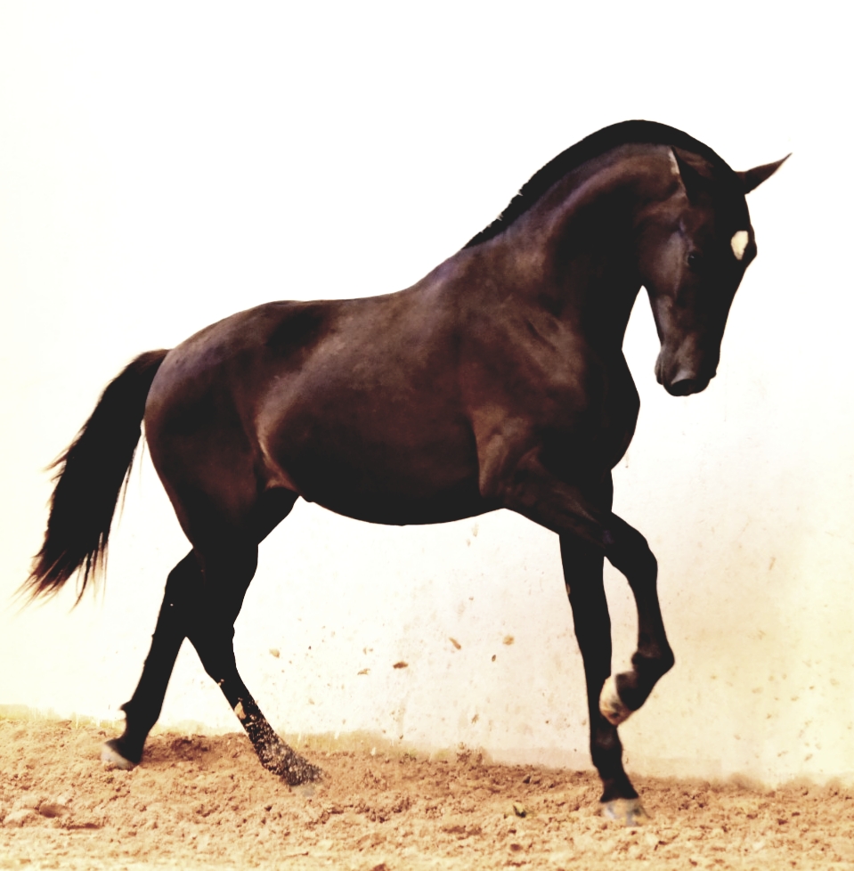Potro Lusitano Quattrino do Aretê - Imagem 2