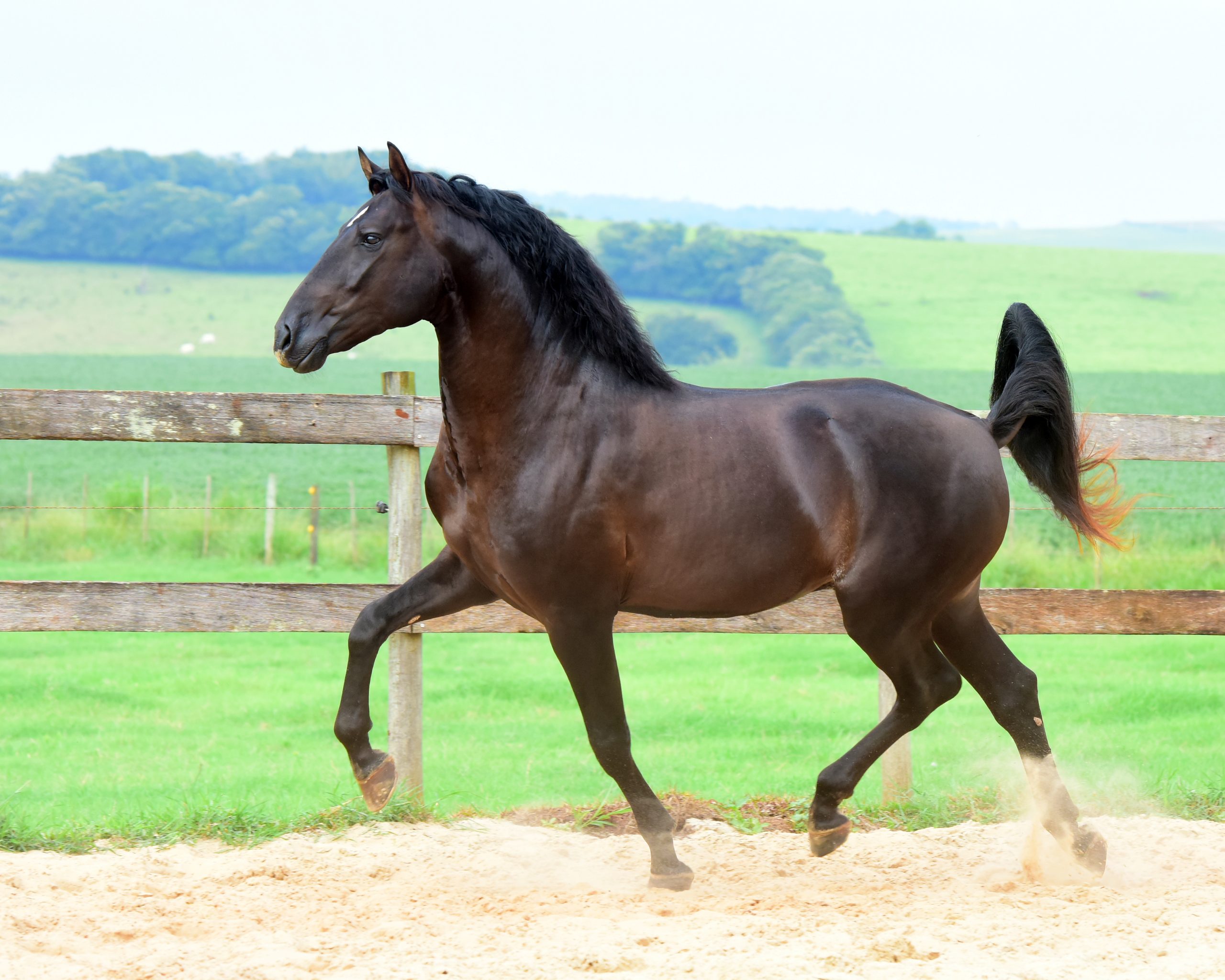 Lusitano Colt Quinteto II do Aretê - Image 3