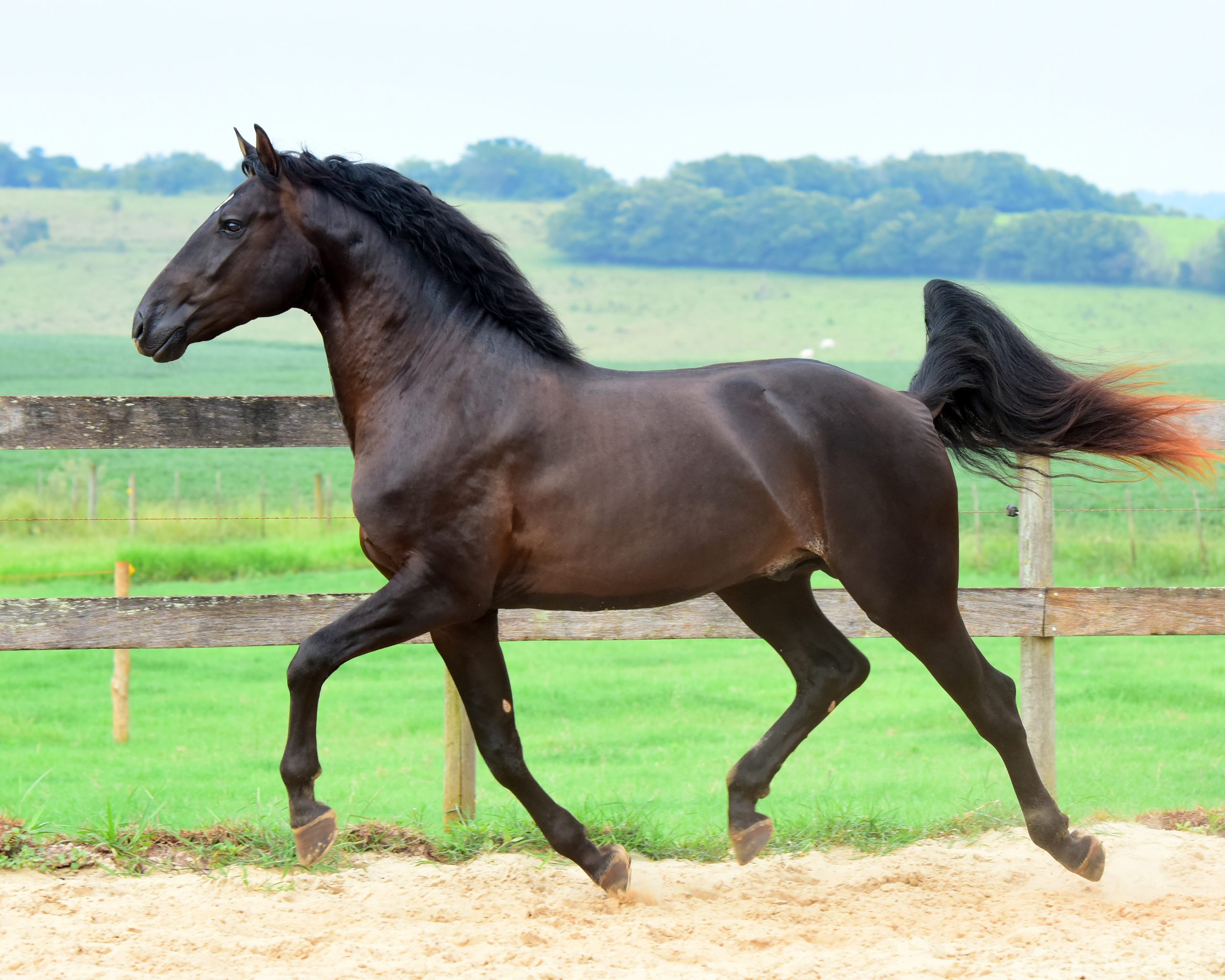 Lusitano Colt Quinteto II do Aretê - Image 4