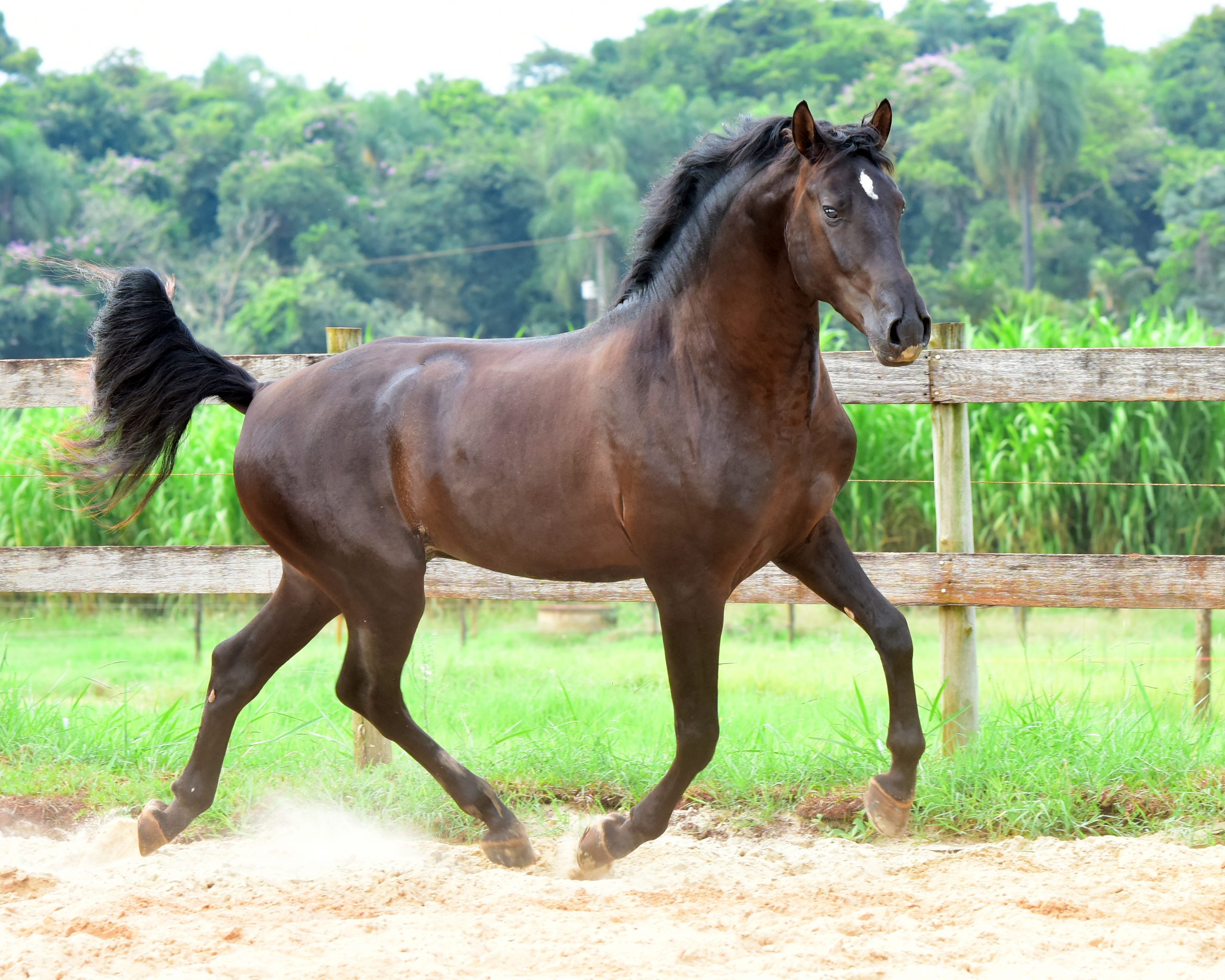 Lusitano Colt Quinteto II do Aretê - Image 2
