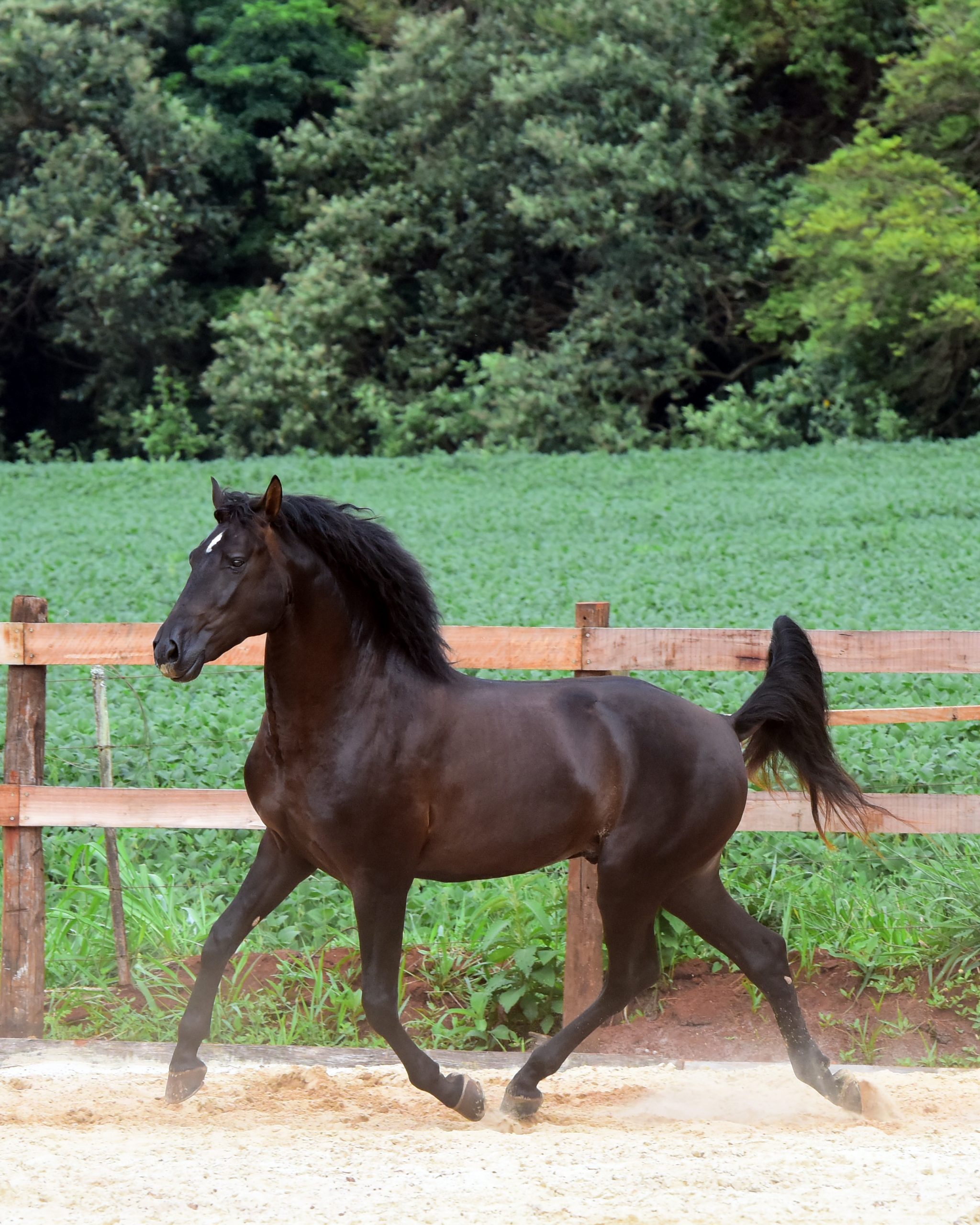 Lusitano Colt Quinteto II do Aretê - Image 5