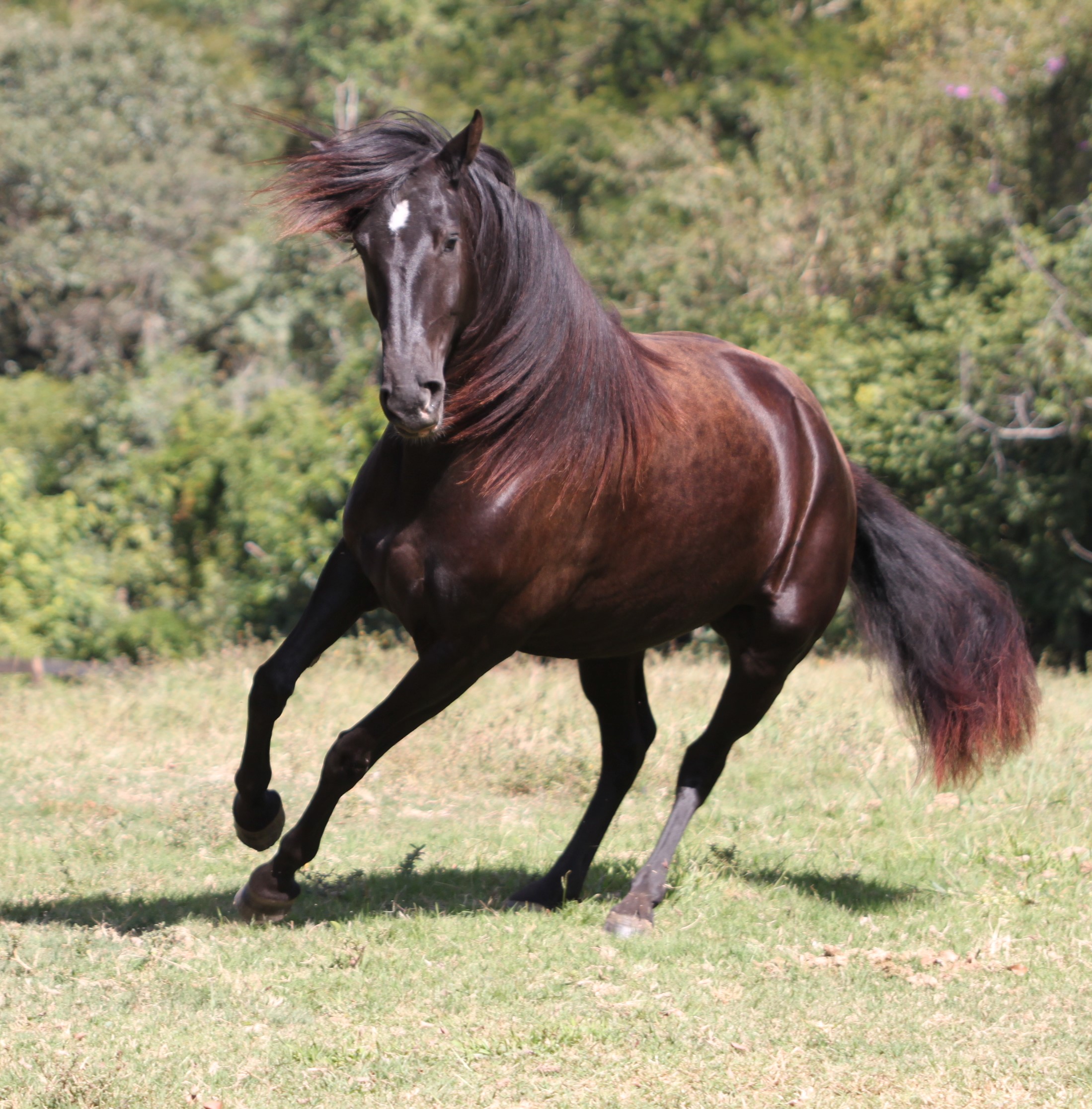 Lusitano Mare Ophelia do Aretê - Image 7