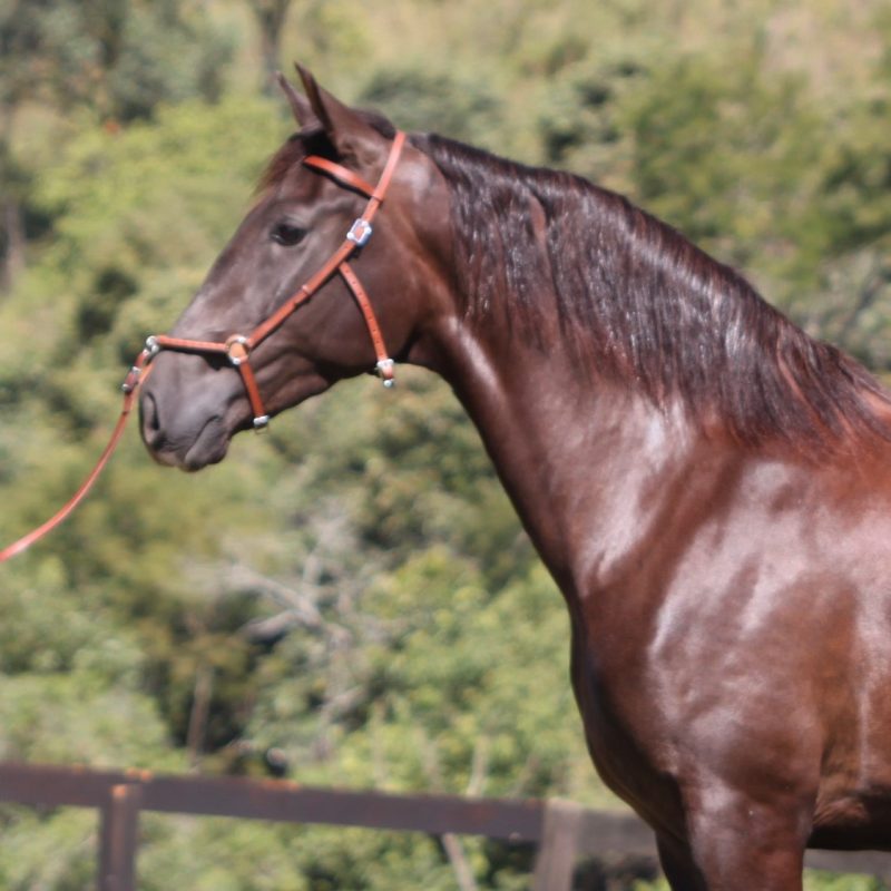 Lusitano Filly Pantera do Aretê
