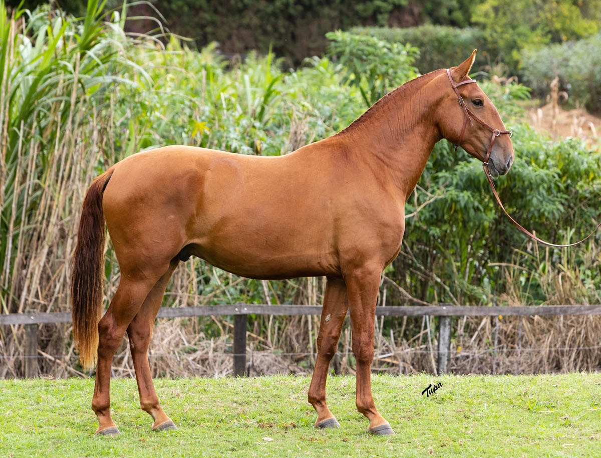 Potro Lusitano Quartzo II do Aretê - Imagem 5