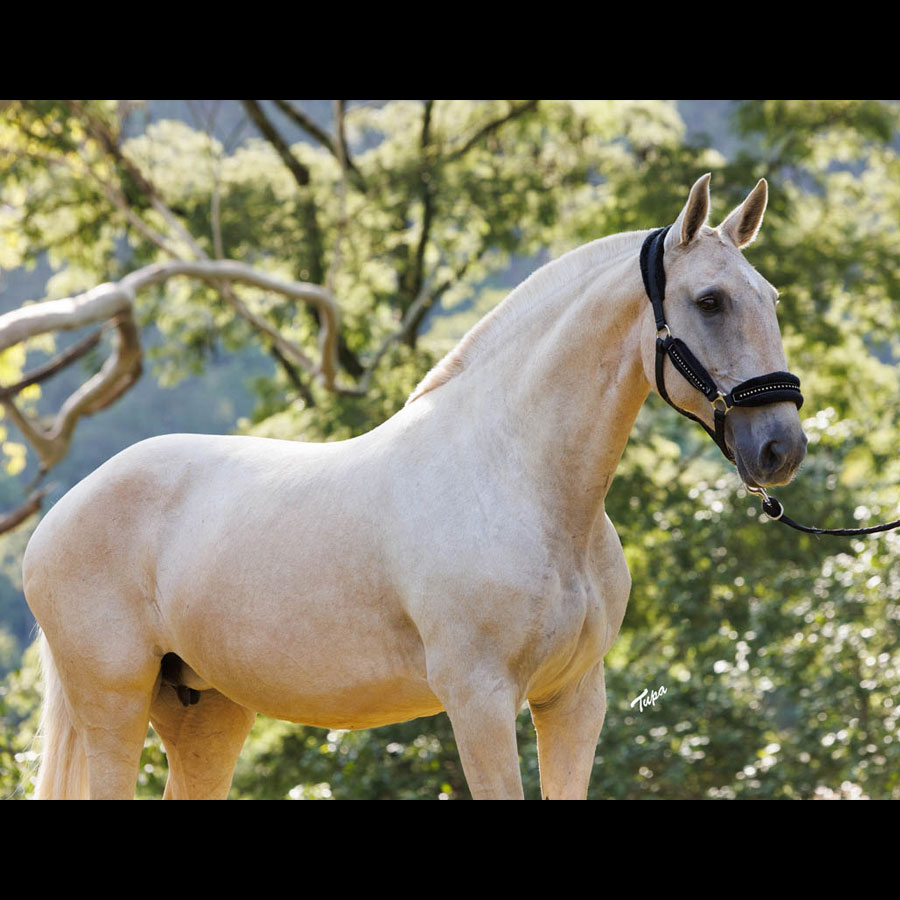 Lusitano Mare Doutrina - Image 3