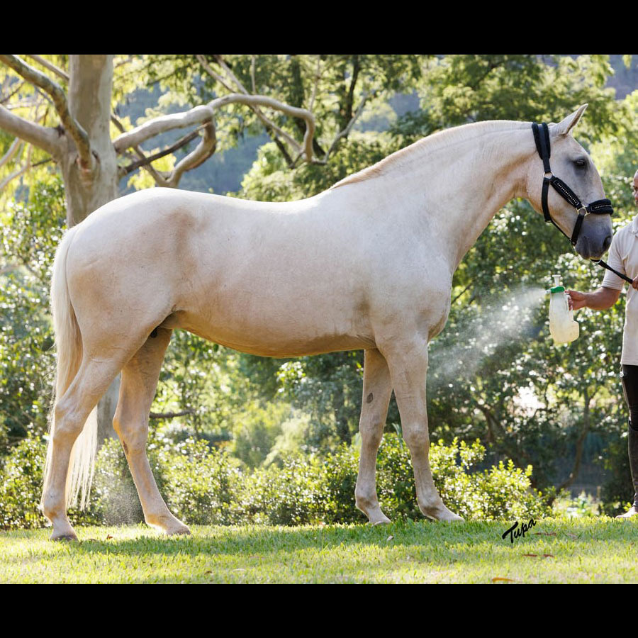Lusitano Mare Doutrina - Image 4