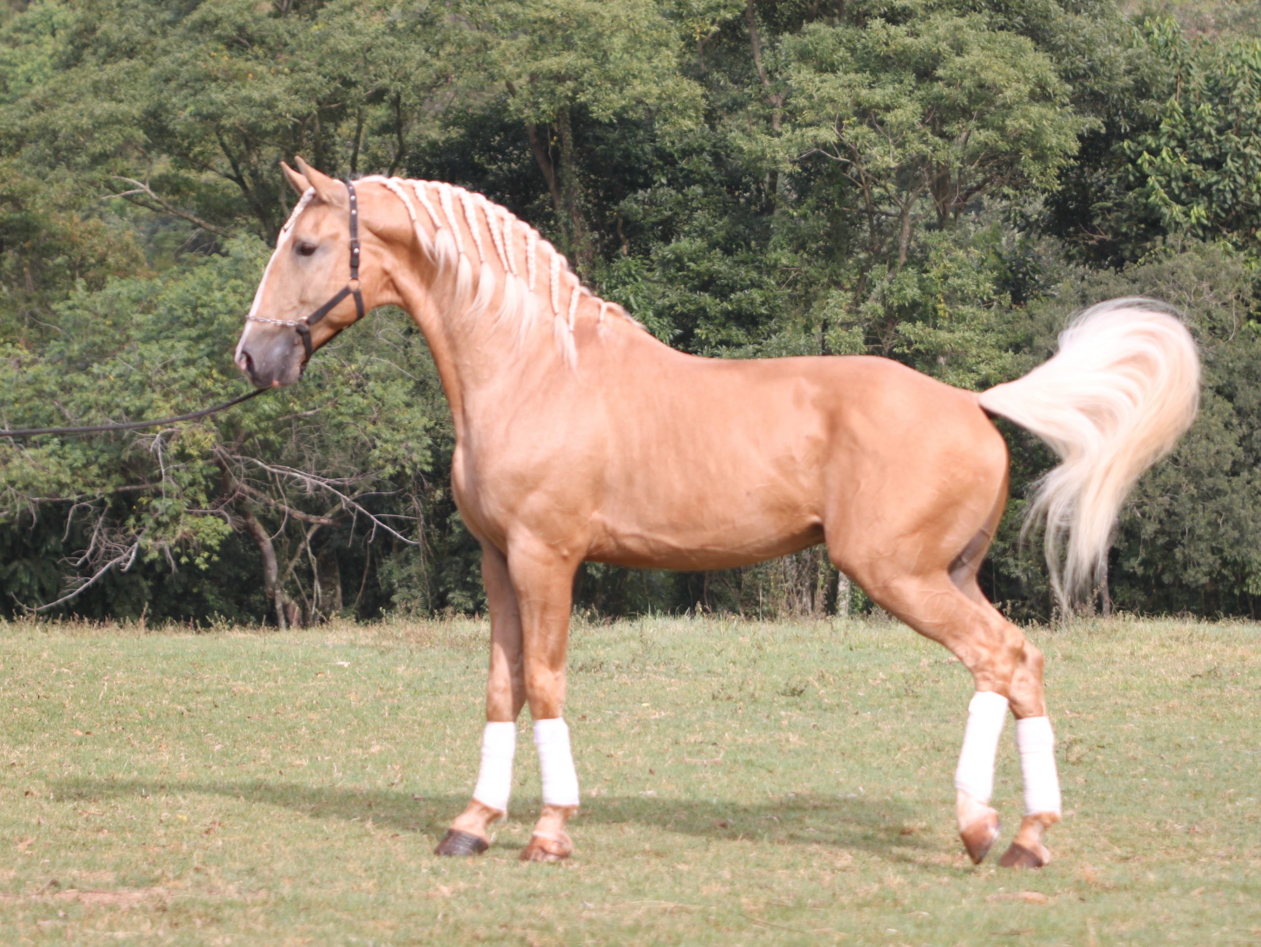 Garanhão Lusitano Lumière do Aretê - Imagem 4