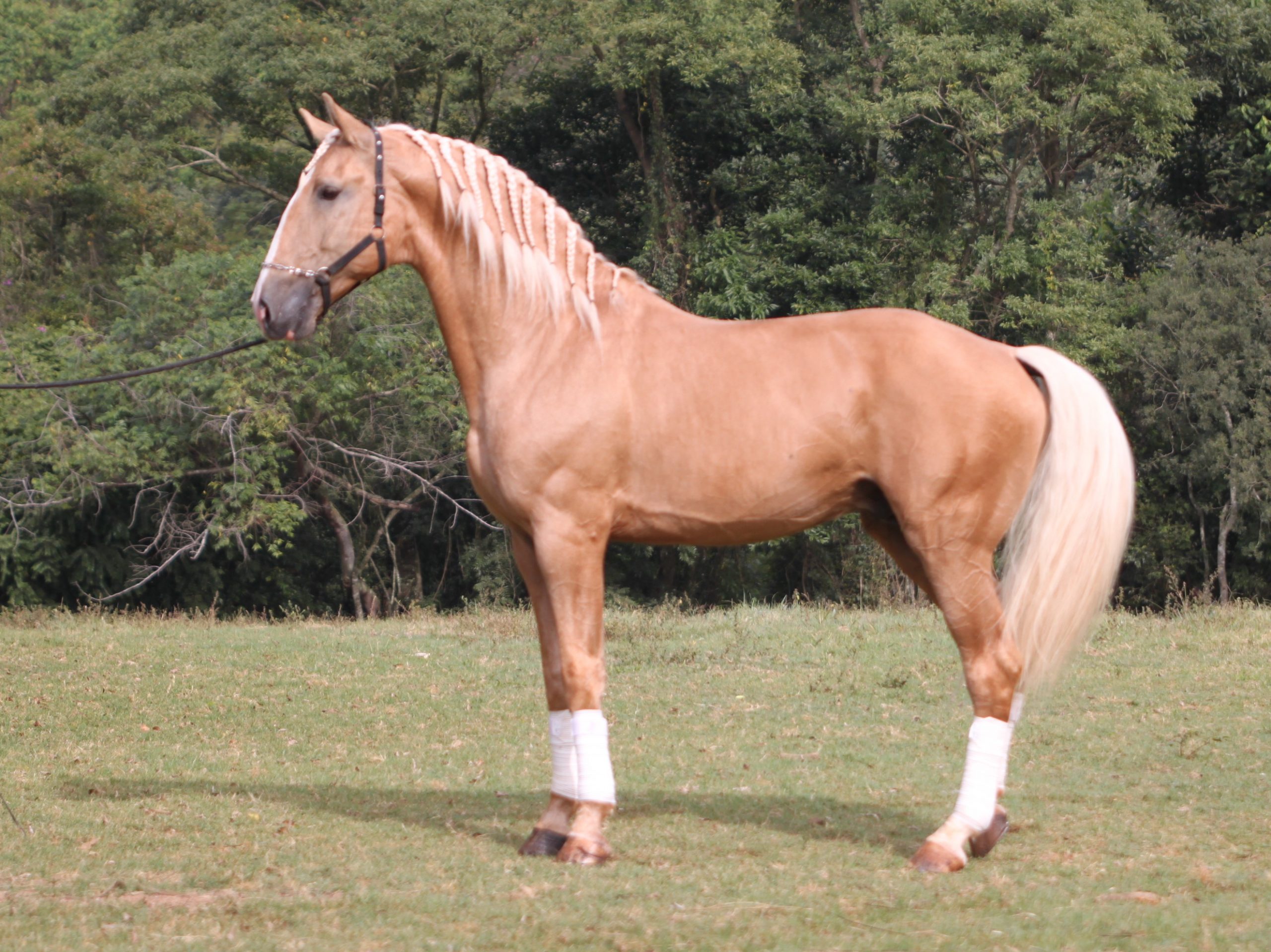 Garanhão Lusitano Lumière do Aretê - Imagem 5